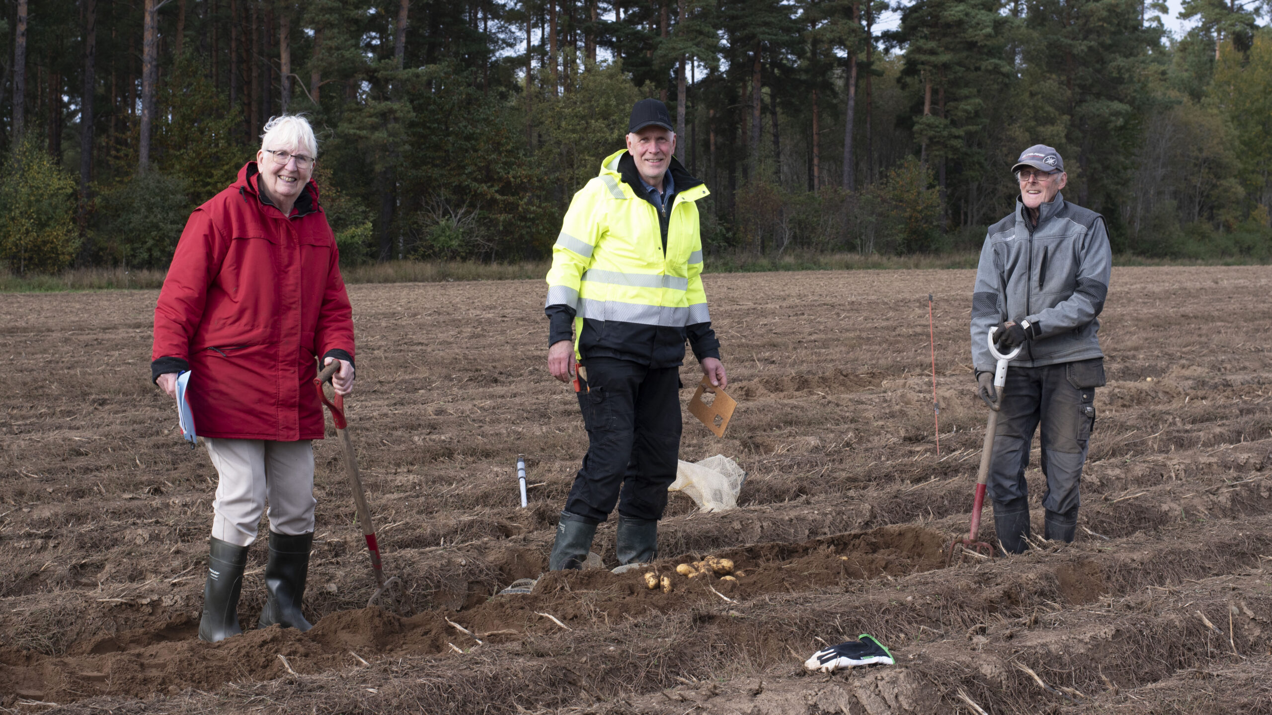 Projektmedarbetare granskar potatis ute i fält