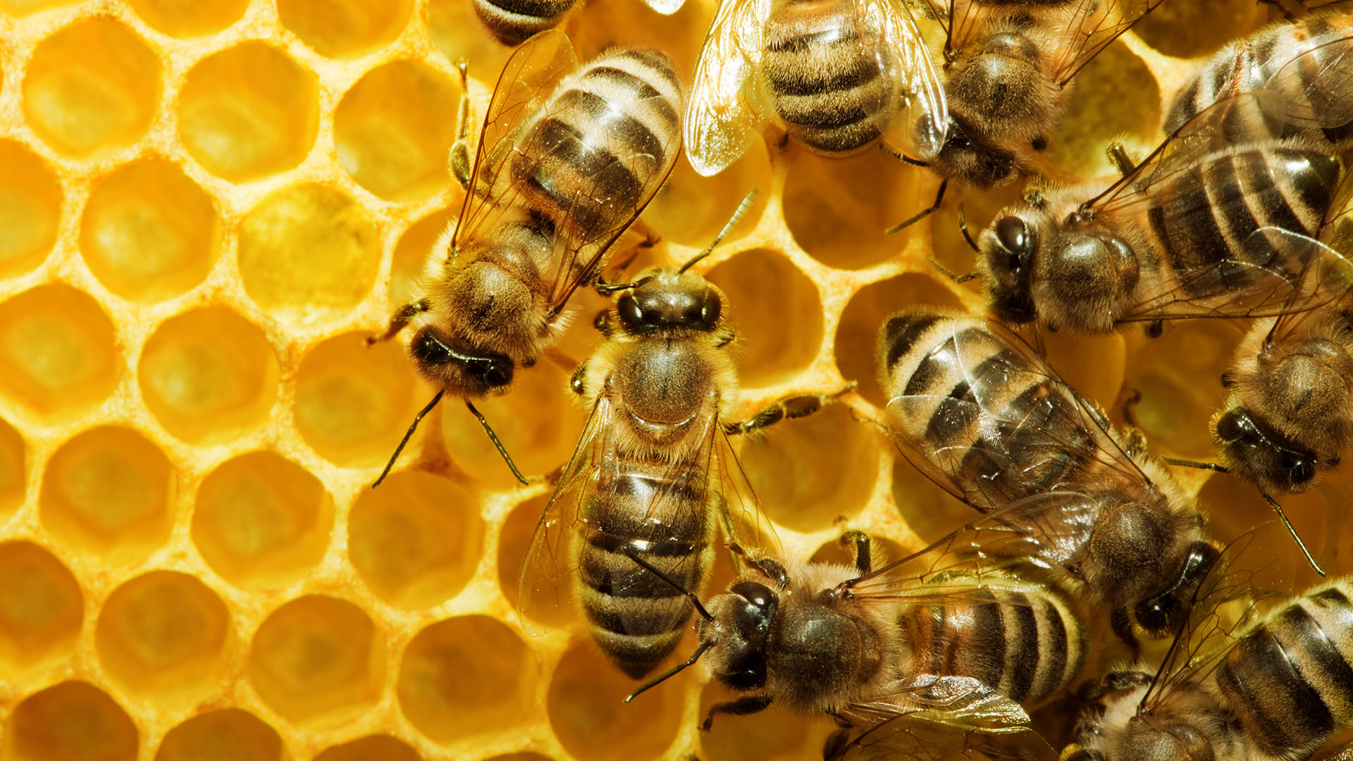 Närbild på arbetande bin på honungskaka