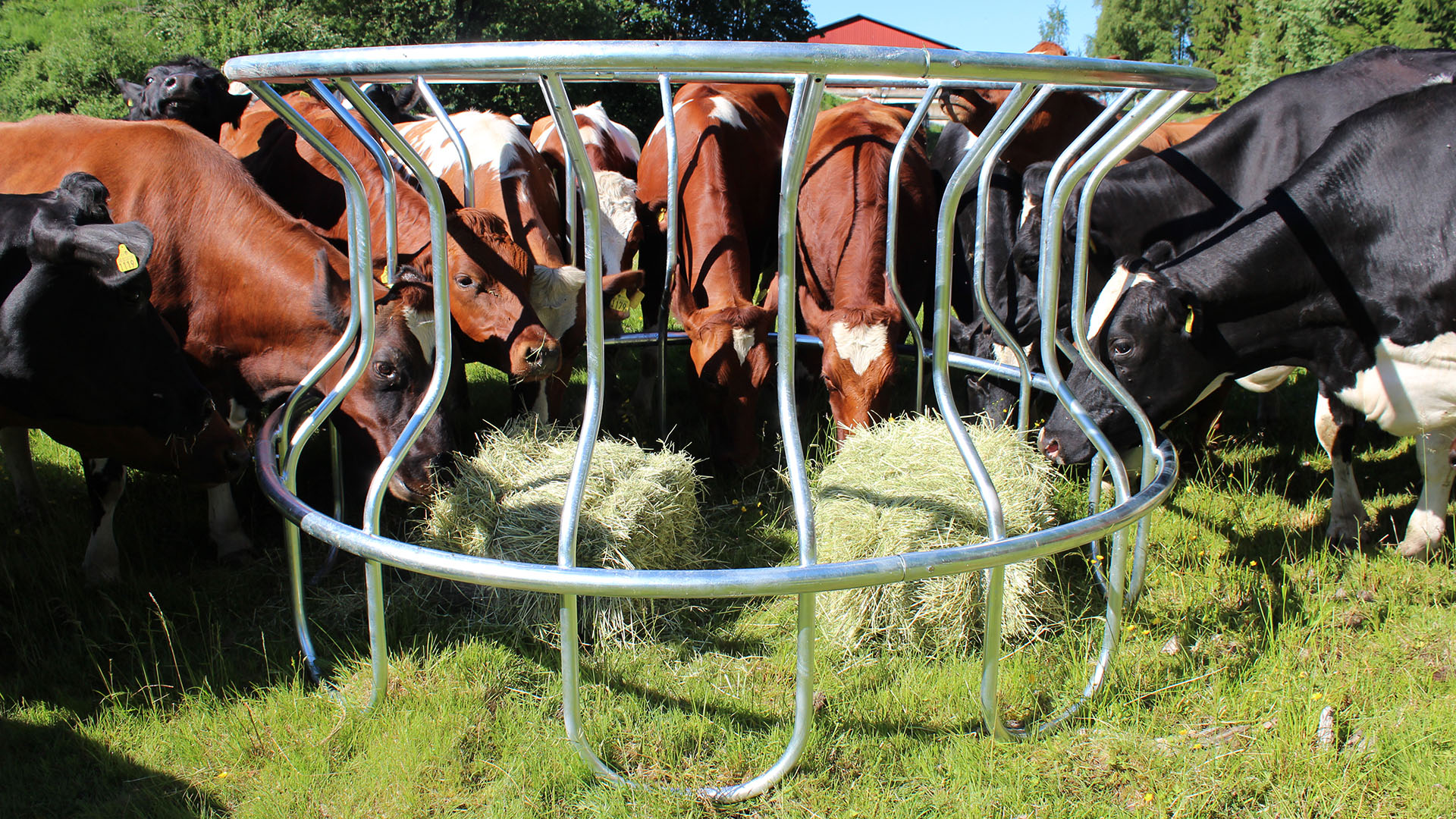 Kor som äter foder i en foderhäck av höghållfast stål.